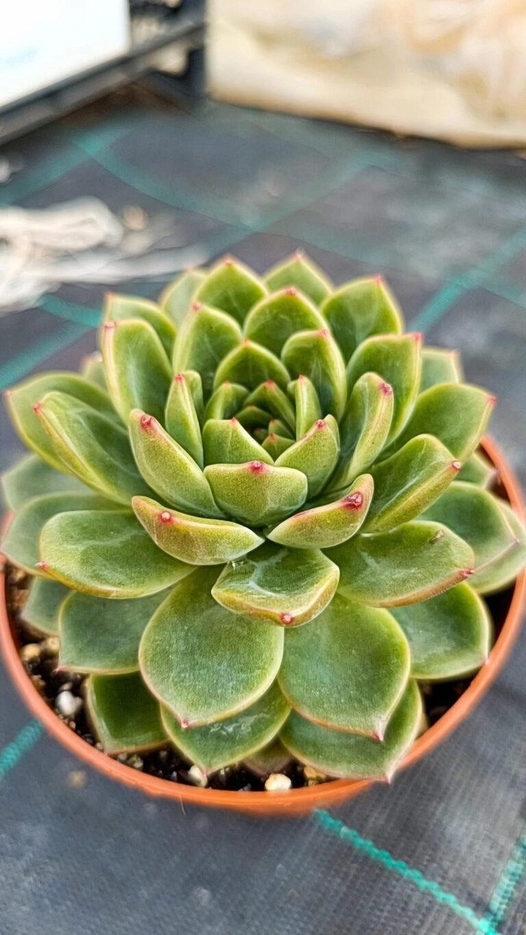 Siracactus-Succulente-Echeveria-gilva-x-monroe-2.jpg