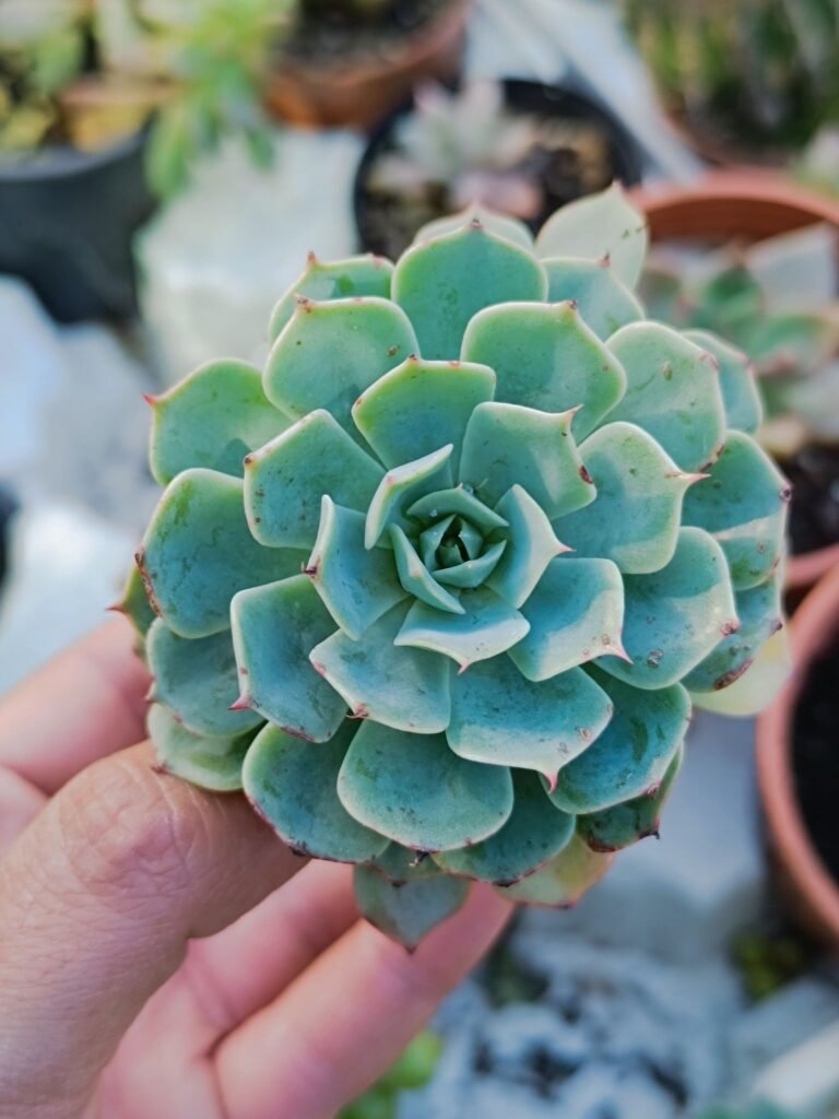 Siracactus-Succulente-Echeveria-glauca.jpg