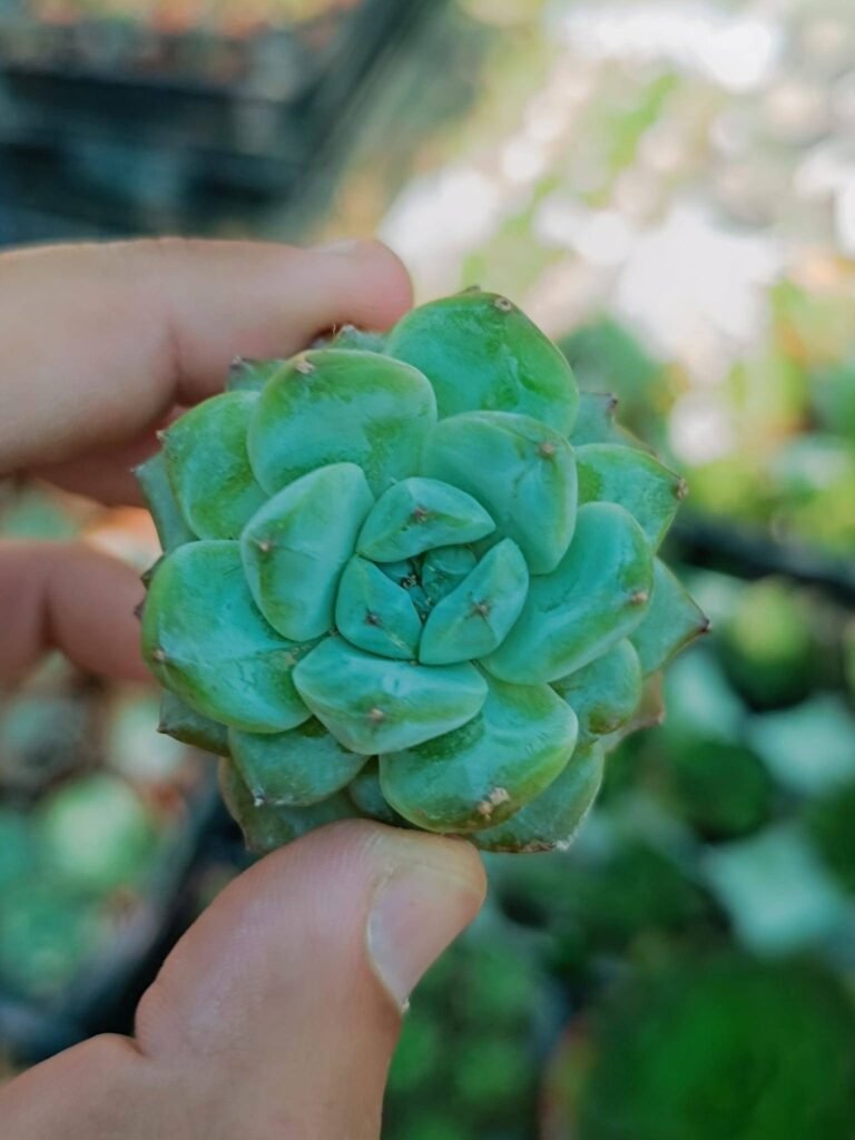 Siracactus-Succulente-Echeveria-glazed-calyx.jpg