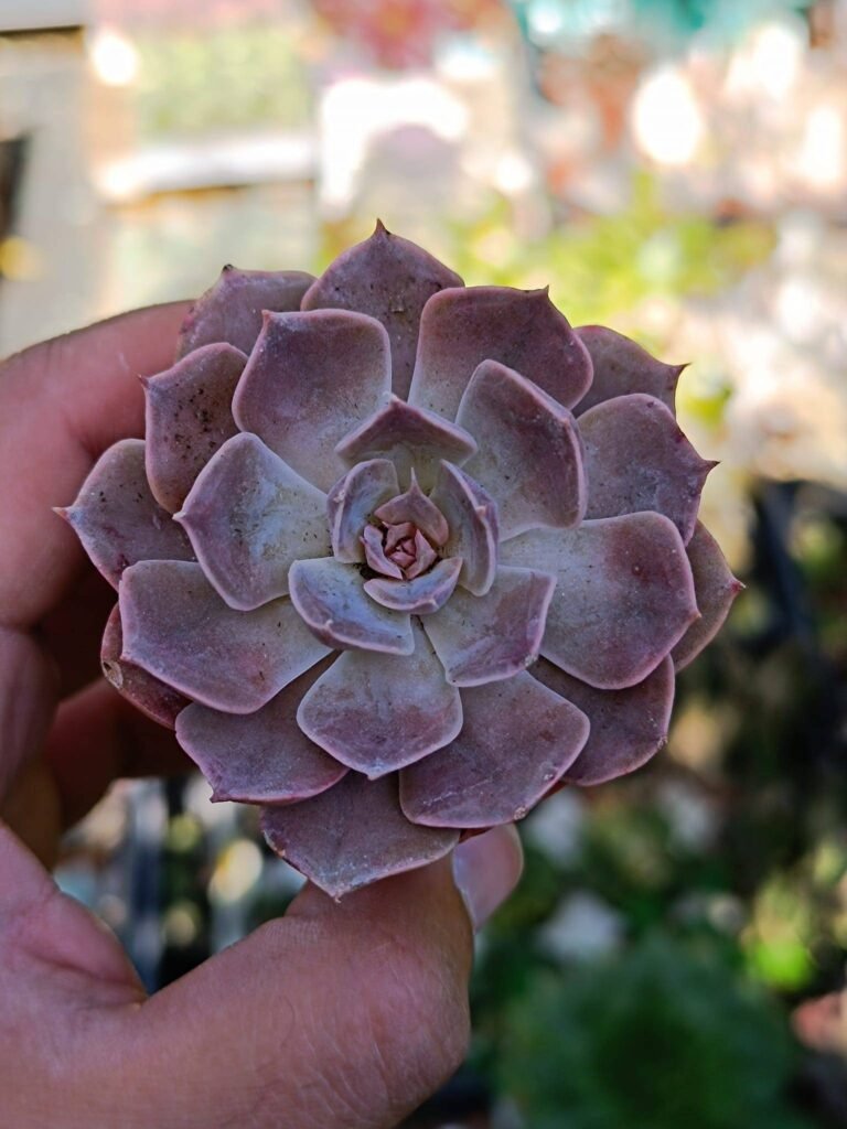 Siracactus-Succulente-Echeveria-gran-morado.jpg