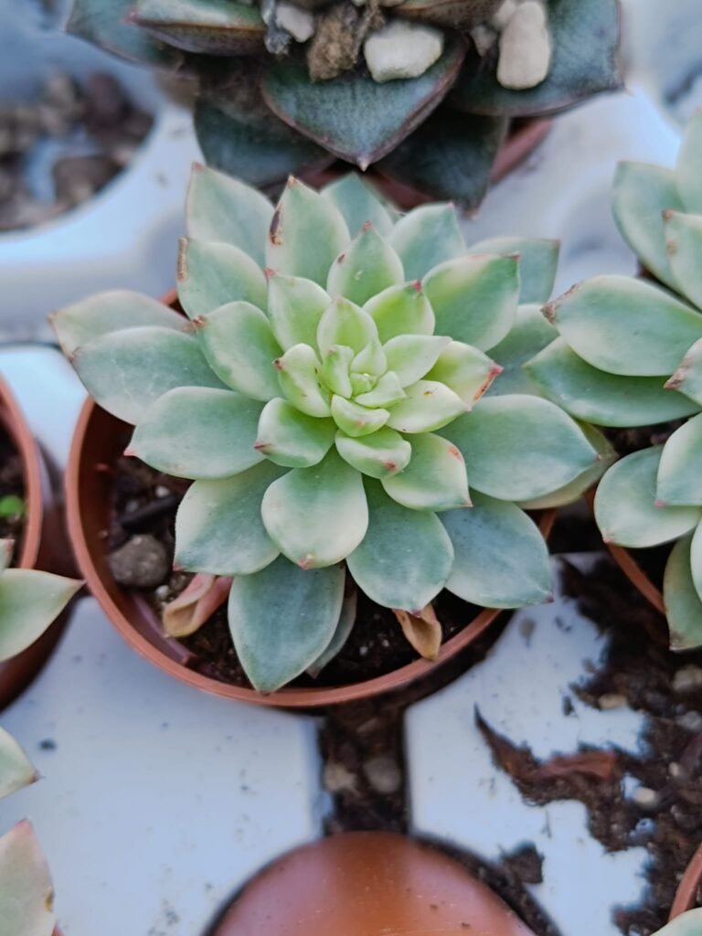 Siracactus-Succulente-Echeveria-green-Emerald-Variegata.jpg