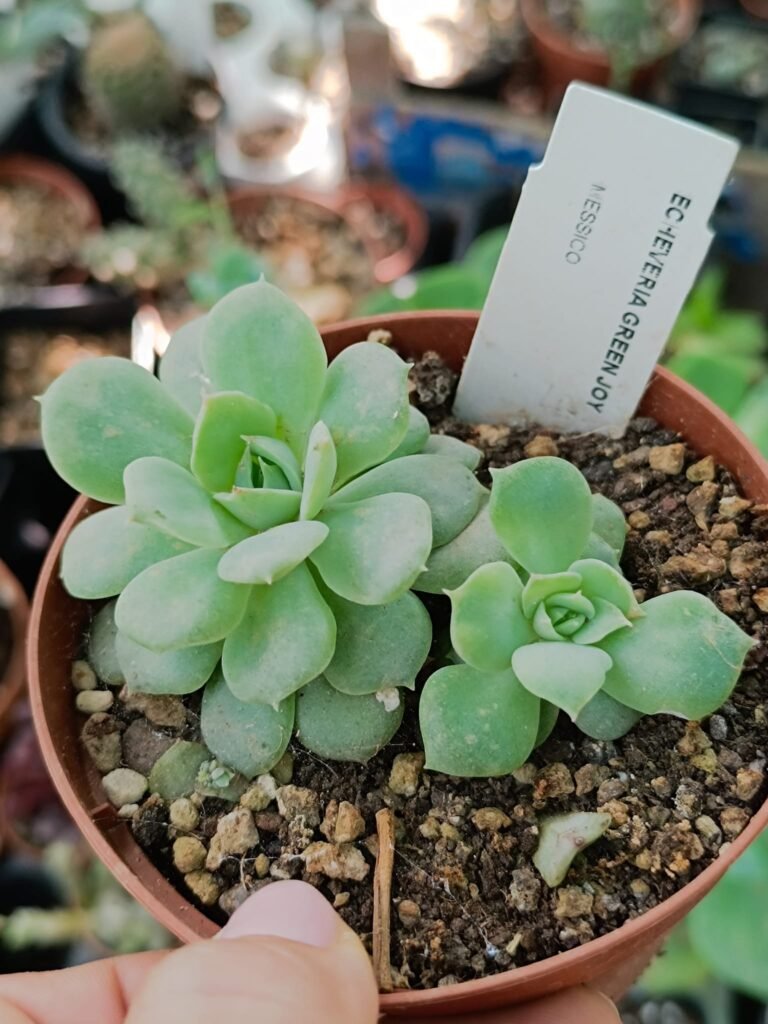 Siracactus-Succulente-Echeveria-green-Joy-1.jpg