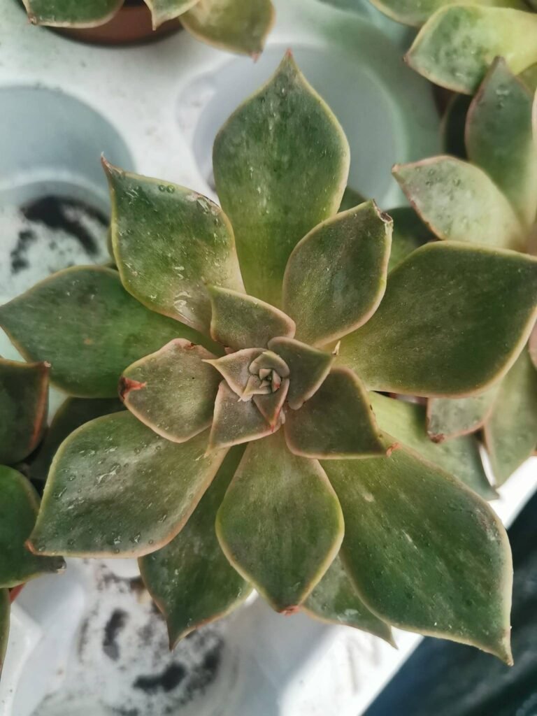 Siracactus-Succulente-Echeveria-heaven.jpg