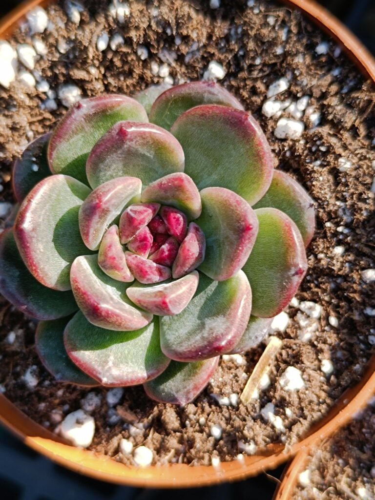 Siracactus-Succulente-Echeveria-hibiscus-korean.jpg