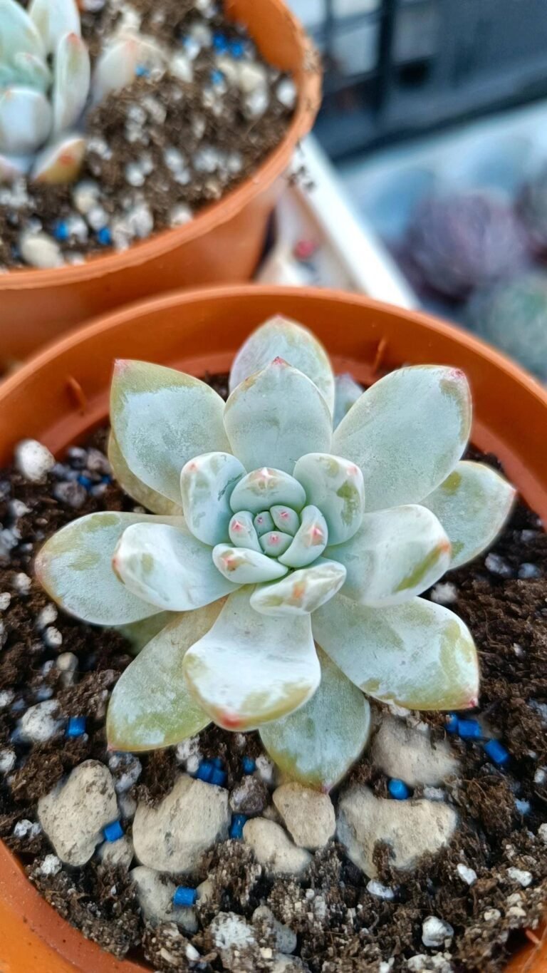 Siracactus-Succulente-Echeveria-hoshikage-korean-1.jpg