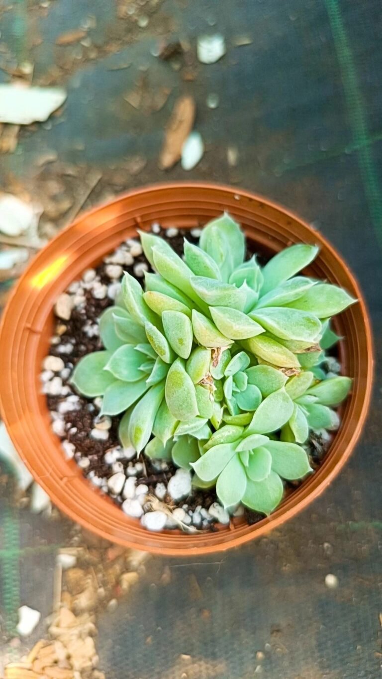 Siracactus-Succulente-Echeveria-hughmillus-accestita-korean.jpg