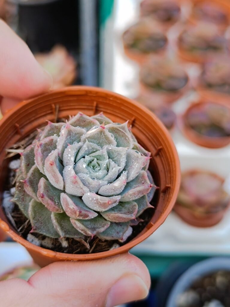 Siracactus-Succulente-Echeveria-hyalina-2-1.jpg