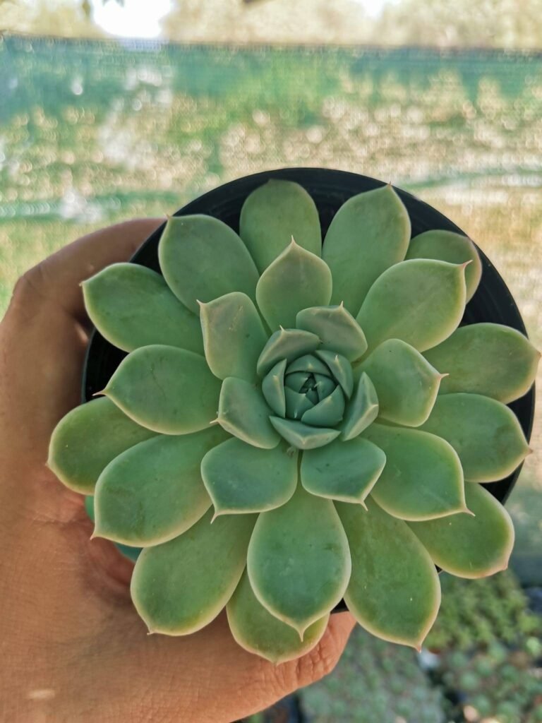 Siracactus-Succulente-Echeveria-hyalina.jpg