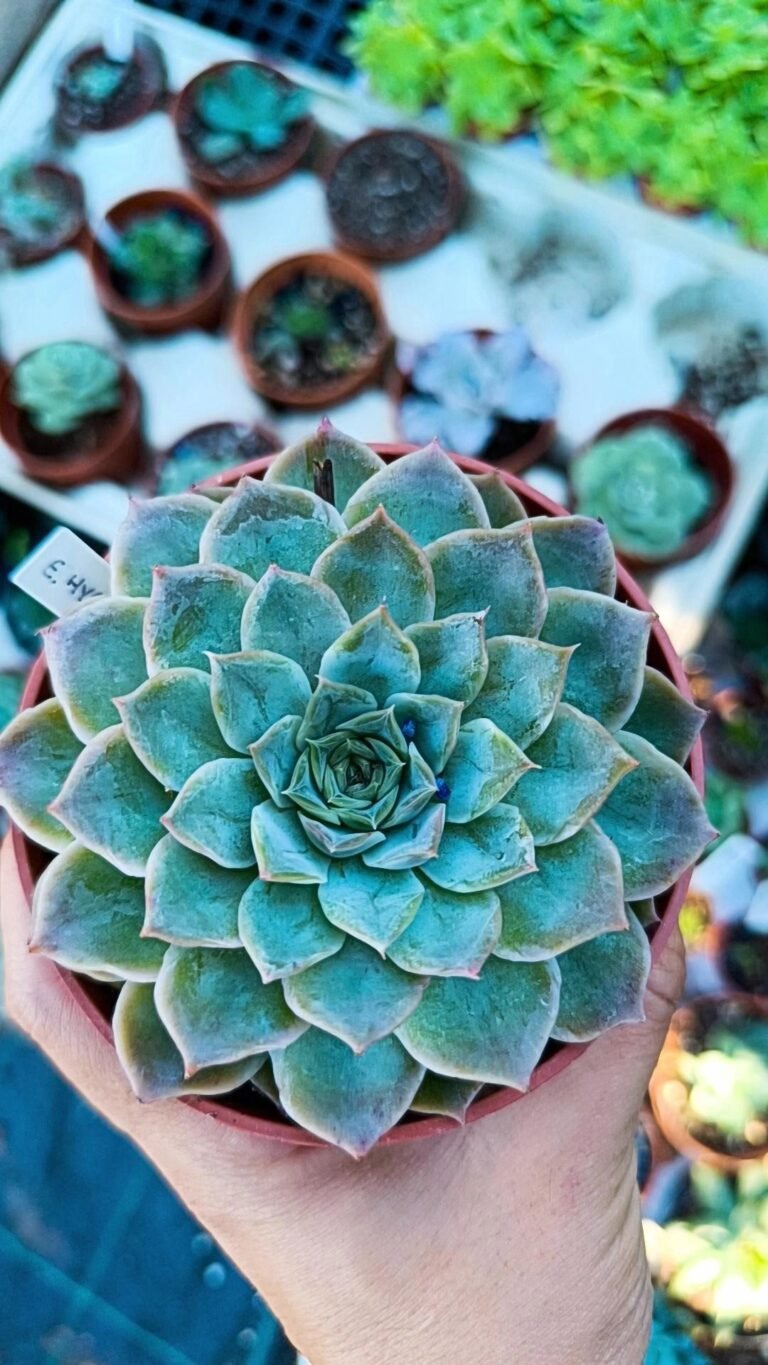 Siracactus-Succulente-Echeveria-hyalina-x-lauii.jpg