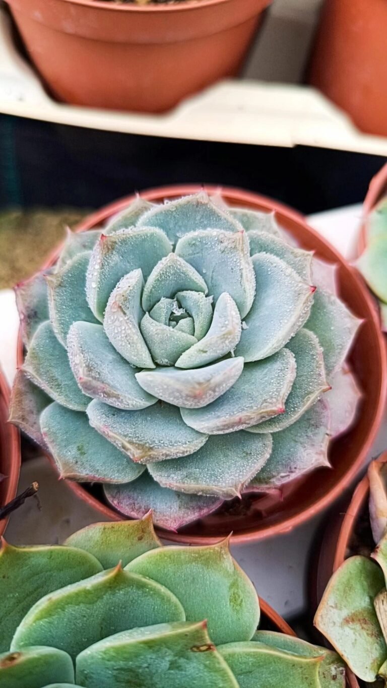 Siracactus-Succulente-Echeveria-hybrid.jpg