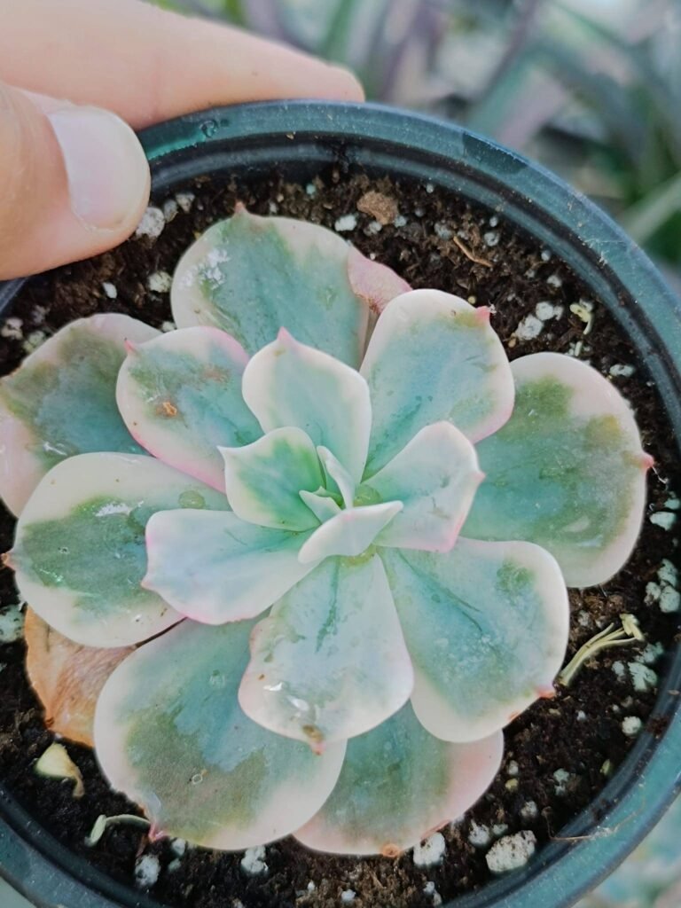 Siracactus-Succulente-Echeveria-imbricata-variegata-korean.jpg