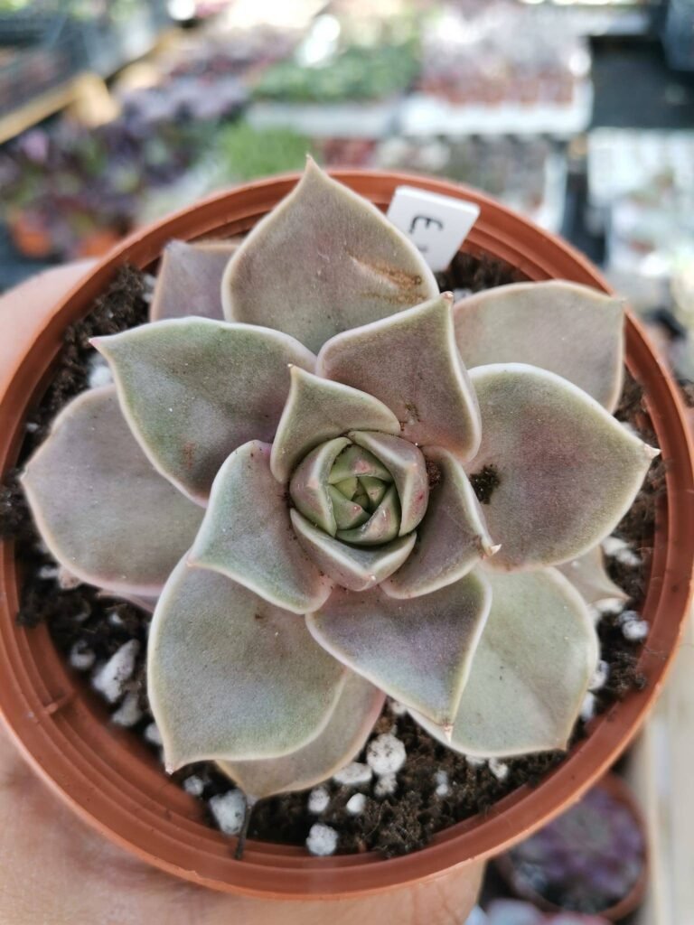Siracactus-Succulente-Echeveria-impi.jpg
