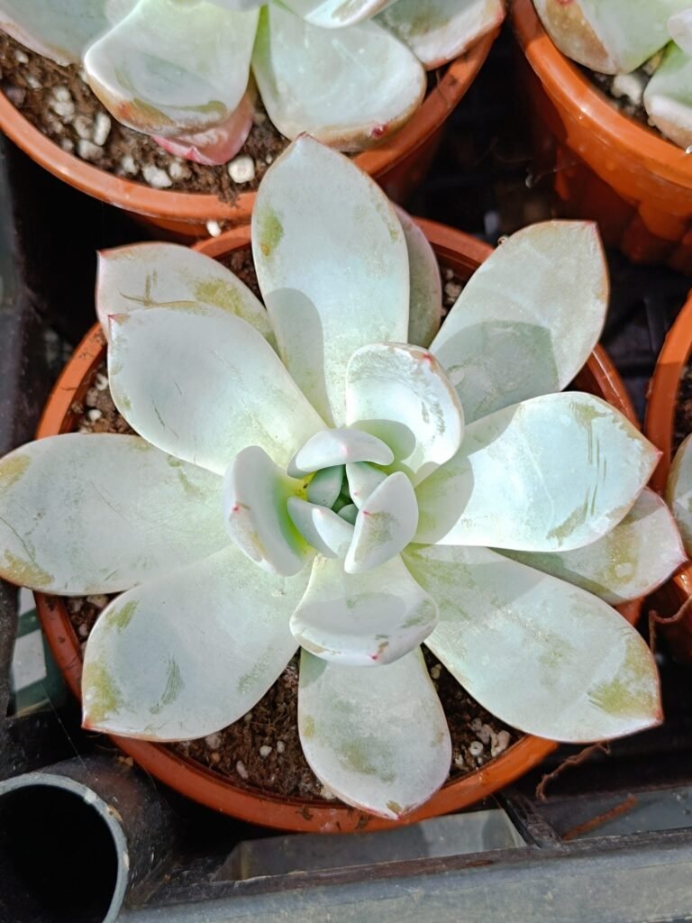 Siracactus-Succulente-Echeveria-ingenue.jpg