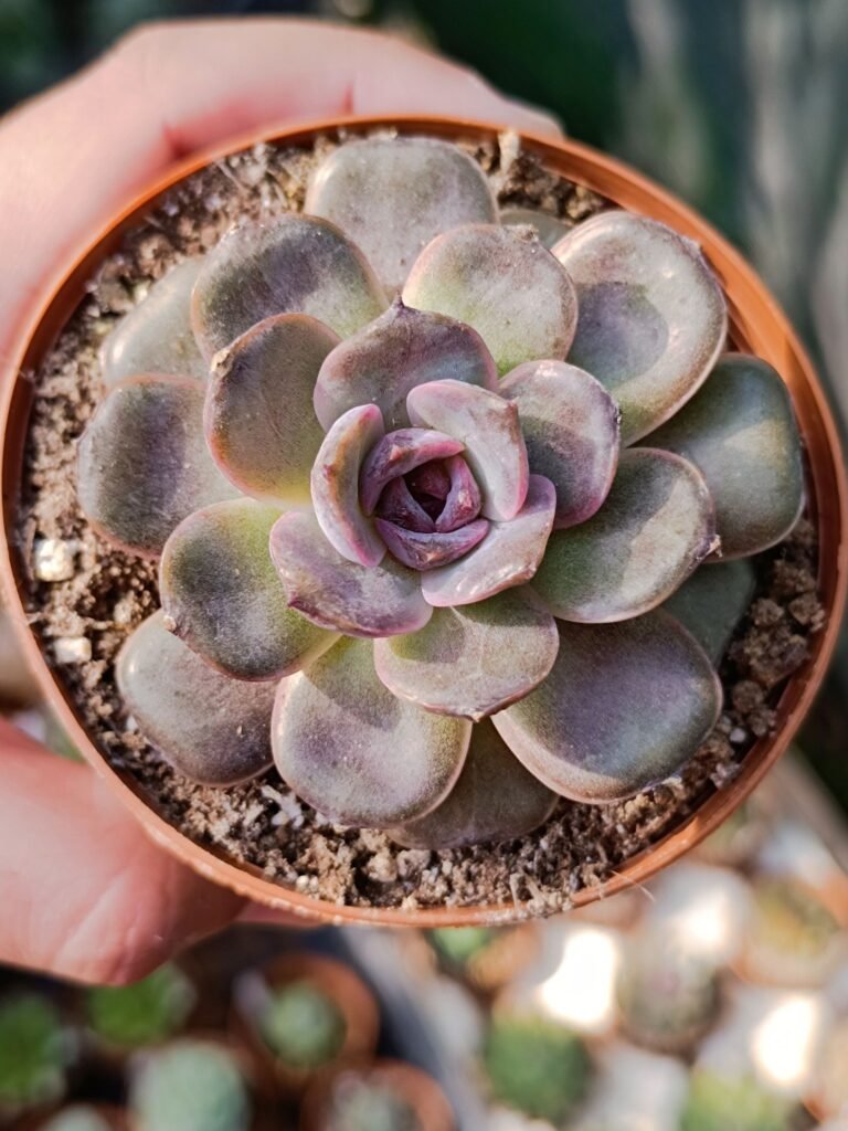 Siracactus-Succulente-Echeveria-jadore-korean.jpg