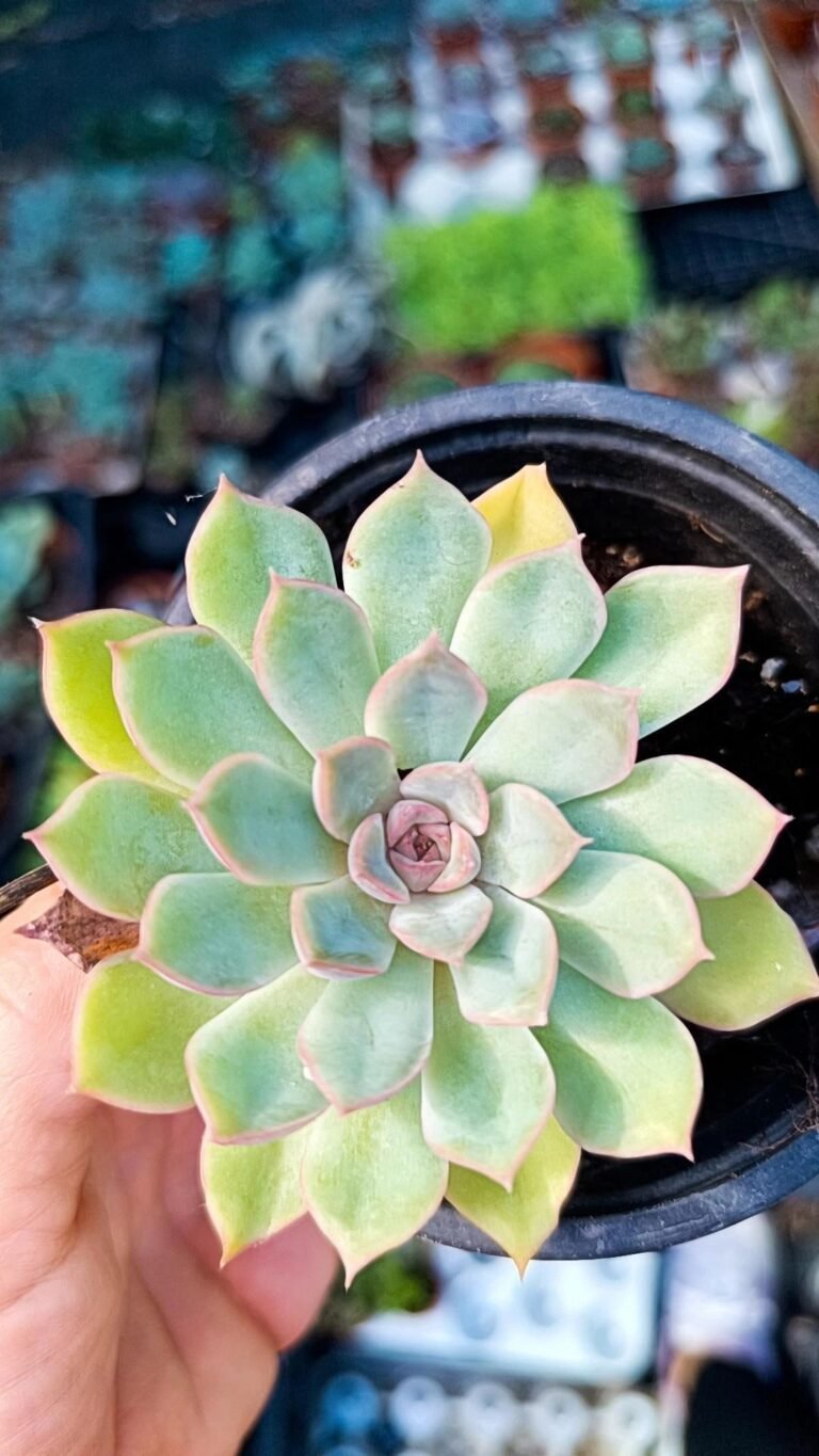 Siracactus-Succulente-Echeveria-jasirii.jpg