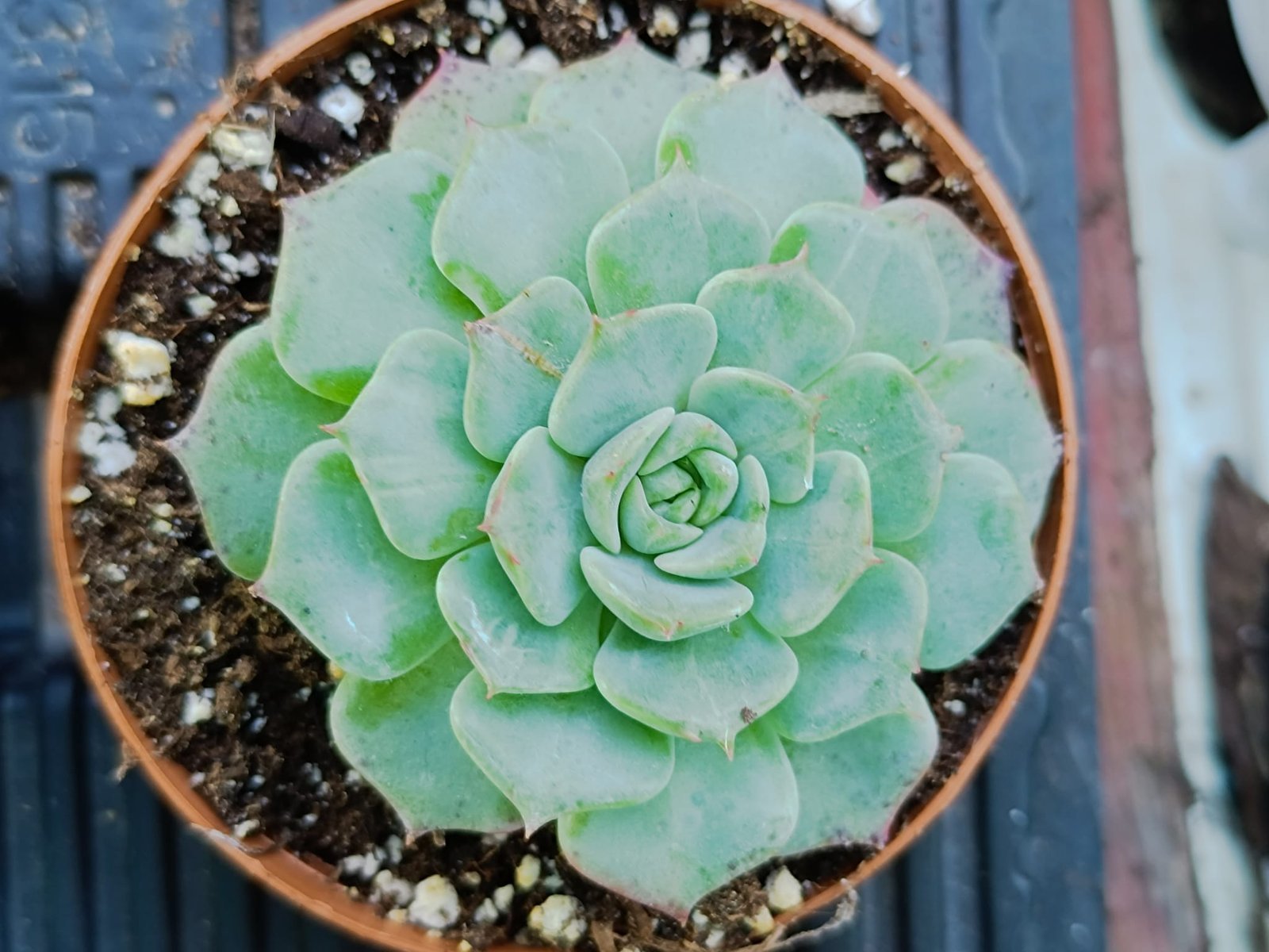 Siracactus-Succulente-Echeveria-kiss-me-korean.jpg
