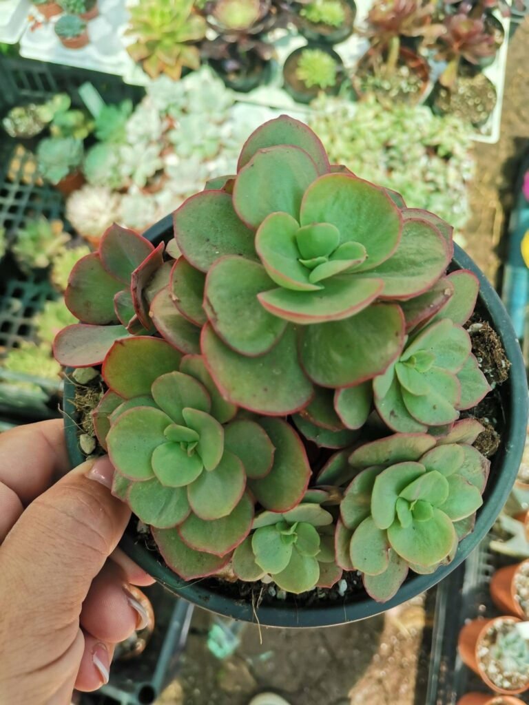 Siracactus-Succulente-Echeveria-kissing-cluster.jpg