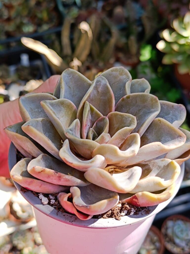 Siracactus-Succulente-Echeveria-kuniana.jpg