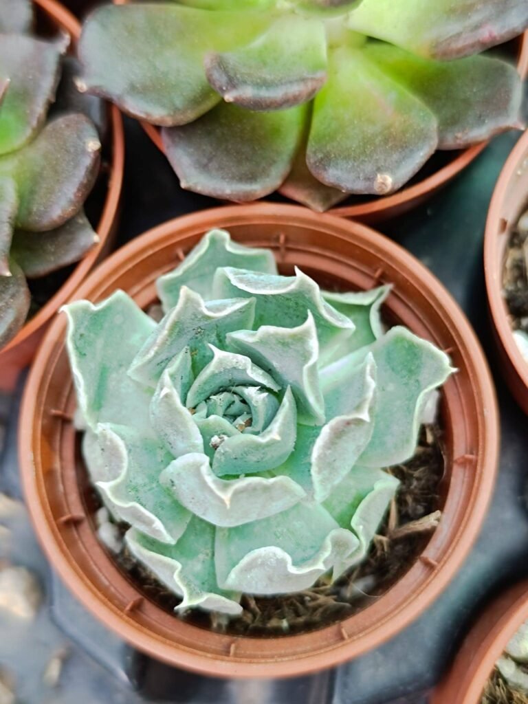 Siracactus-Succulente-Echeveria-laguna-2.jpg