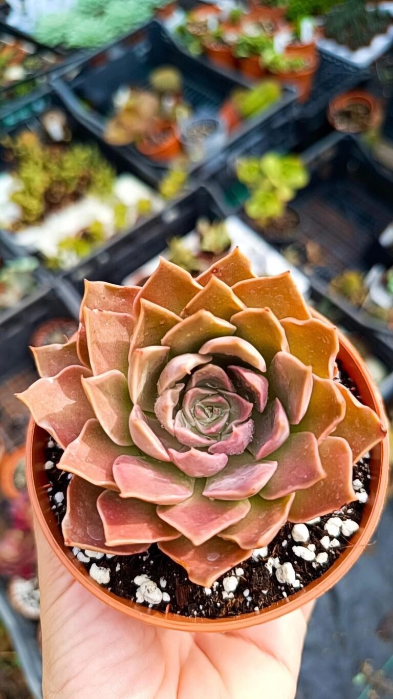 Siracactus-Succulente-Echeveria-laguna-x-colorata.jpg