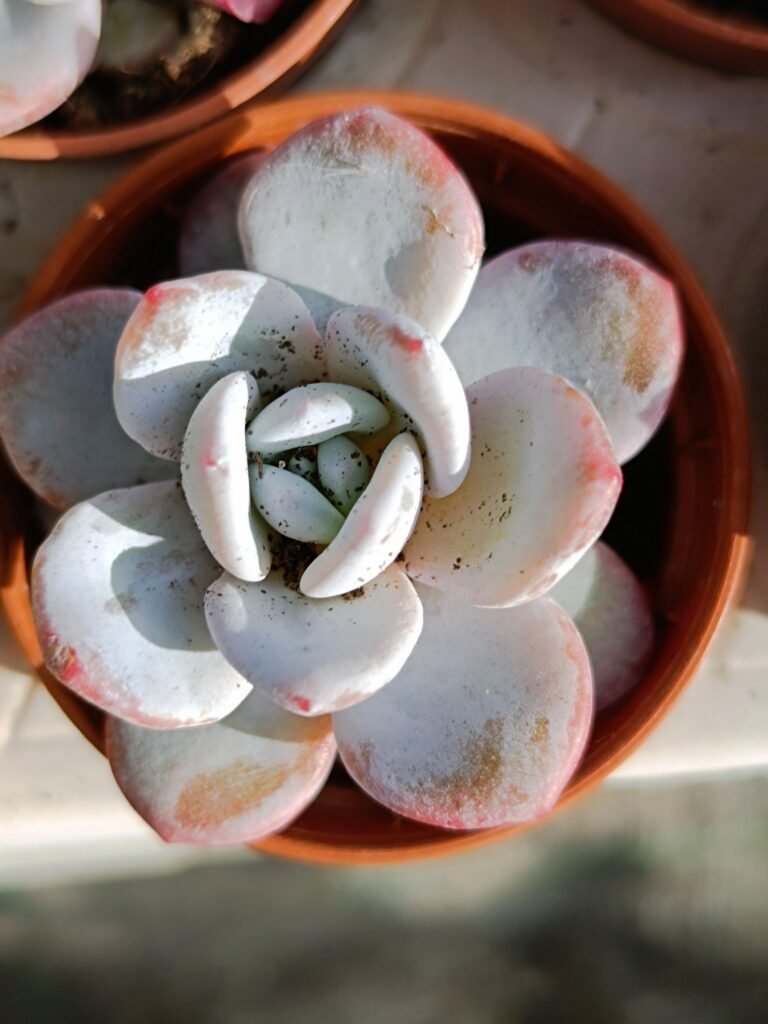 Siracactus-Succulente-Echeveria-lauii-1.jpg