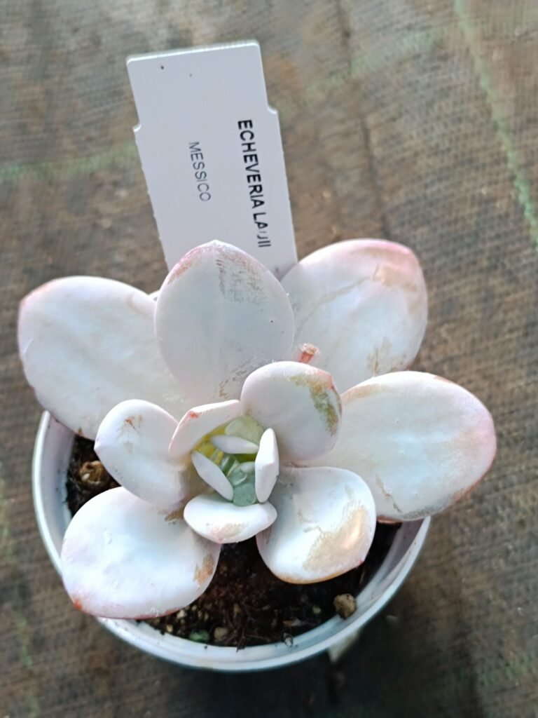 Siracactus-Succulente-Echeveria-lauii-5.jpg