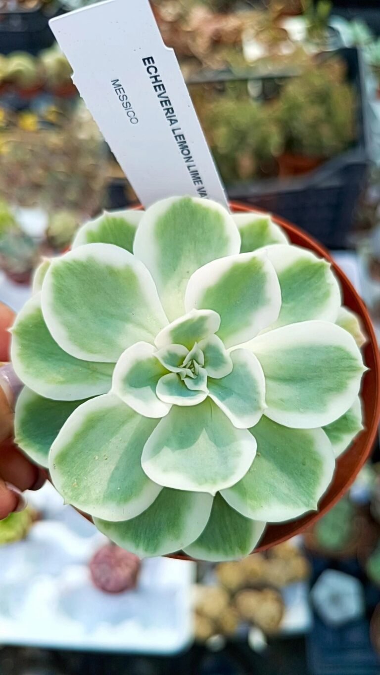 Siracactus-Succulente-Echeveria-lemon-lime-Variegata.jpg