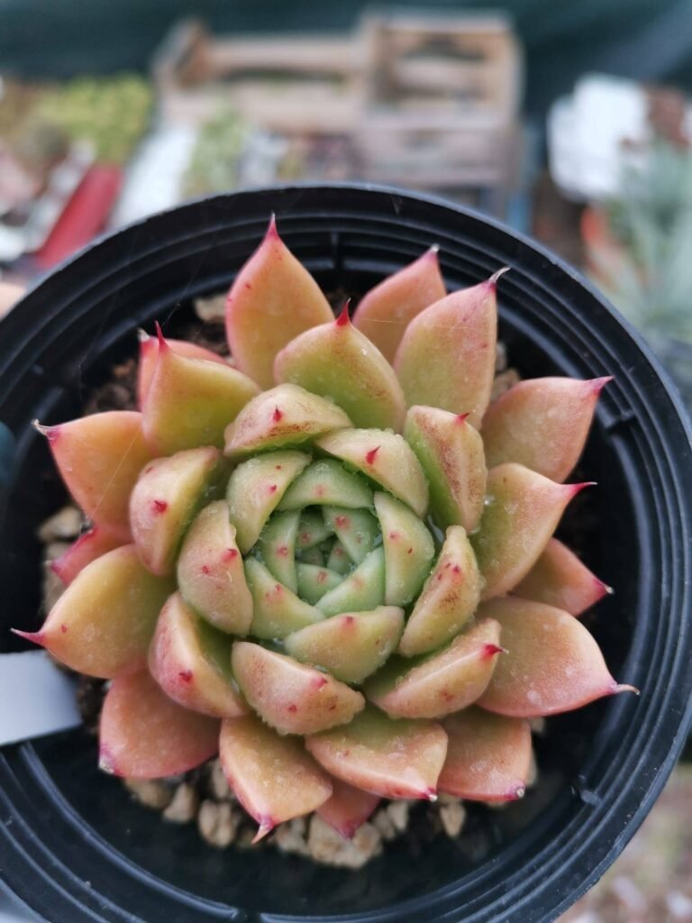 Siracactus-Succulente-Echeveria-lime-and-Chile.jpg