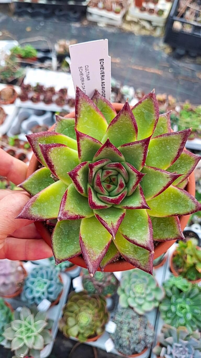 Siracactus-Succulente-Echeveria-lipstick.jpg