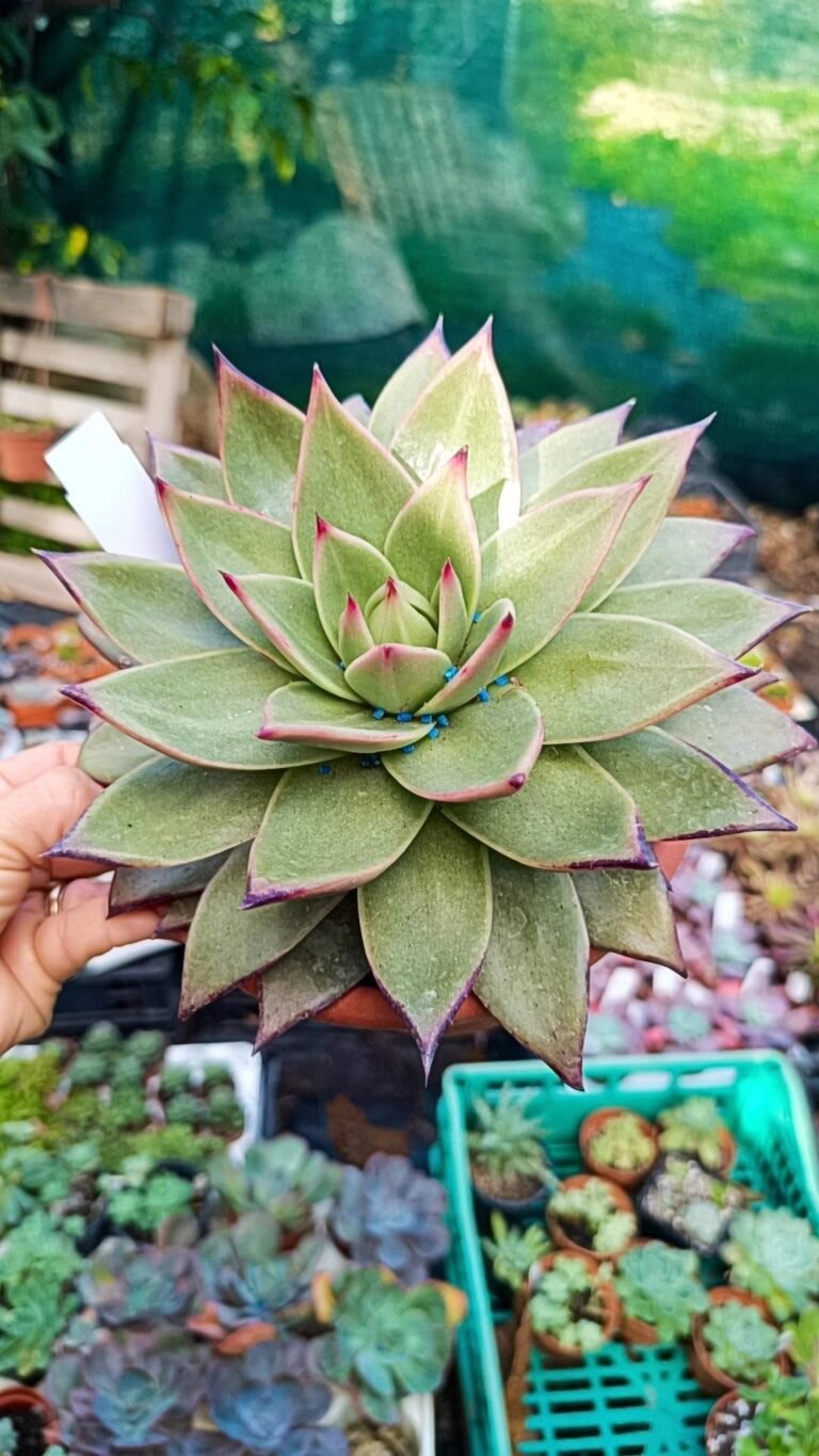 Siracactus-Succulente-Echeveria-lipstick-big.jpg