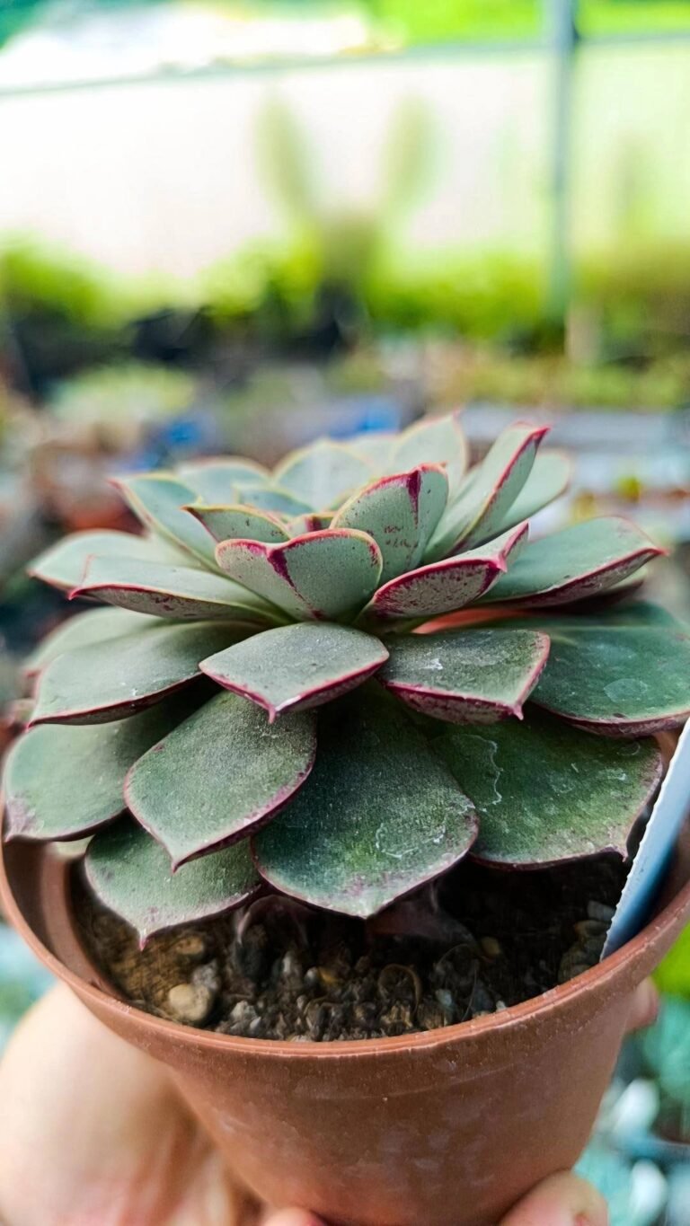 Siracactus-Succulente-Echeveria-longissima.jpg