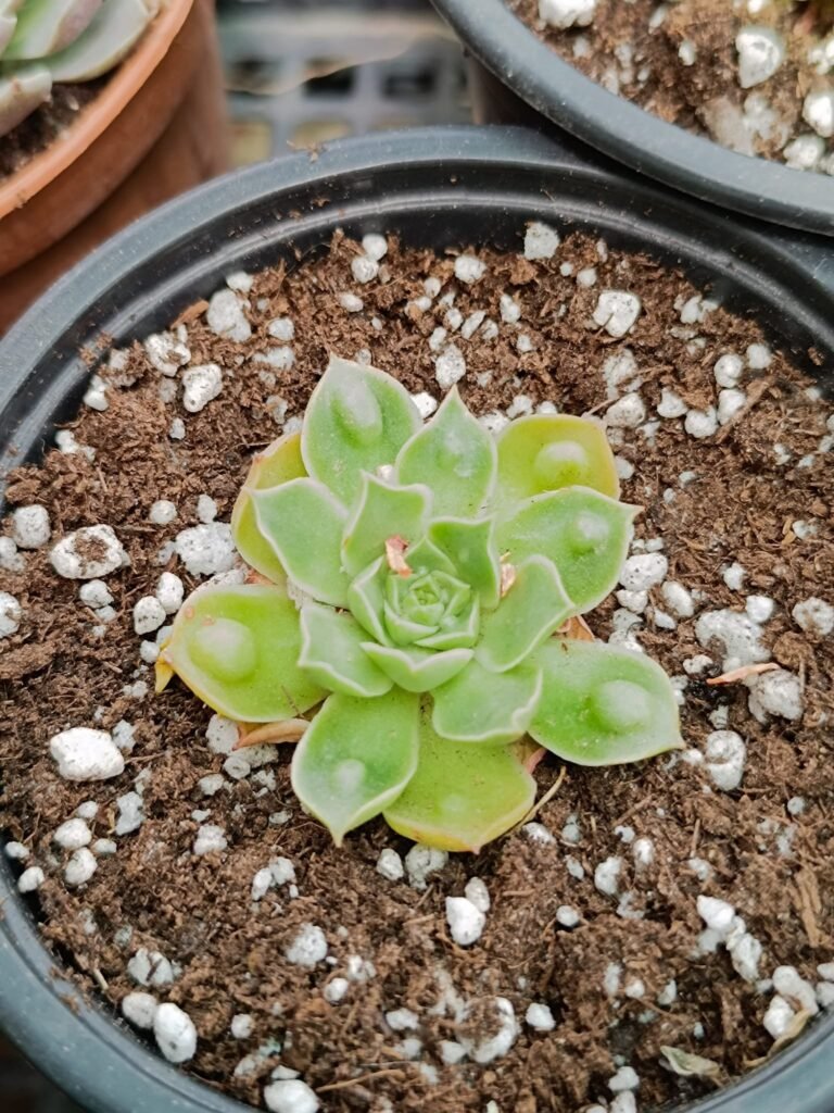 Siracactus-Succulente-Echeveria-longissima-carunculata-korean-3.jpg