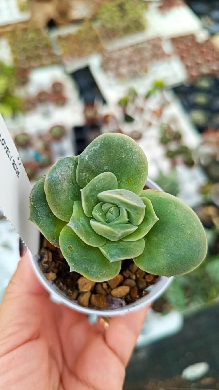 Siracactus-Succulente-Echeveria-lovely-rose-1.jpg