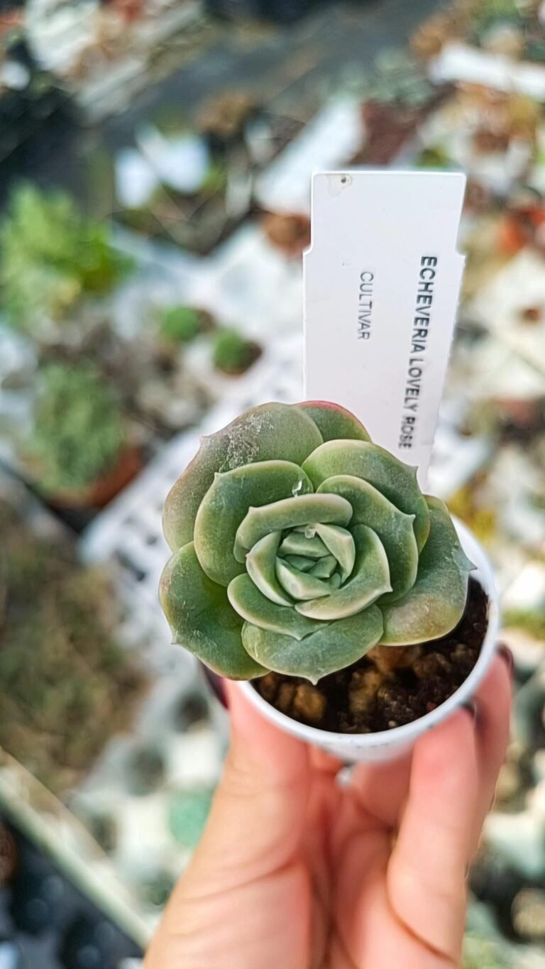 Siracactus-Succulente-Echeveria-lovely-rose.jpg