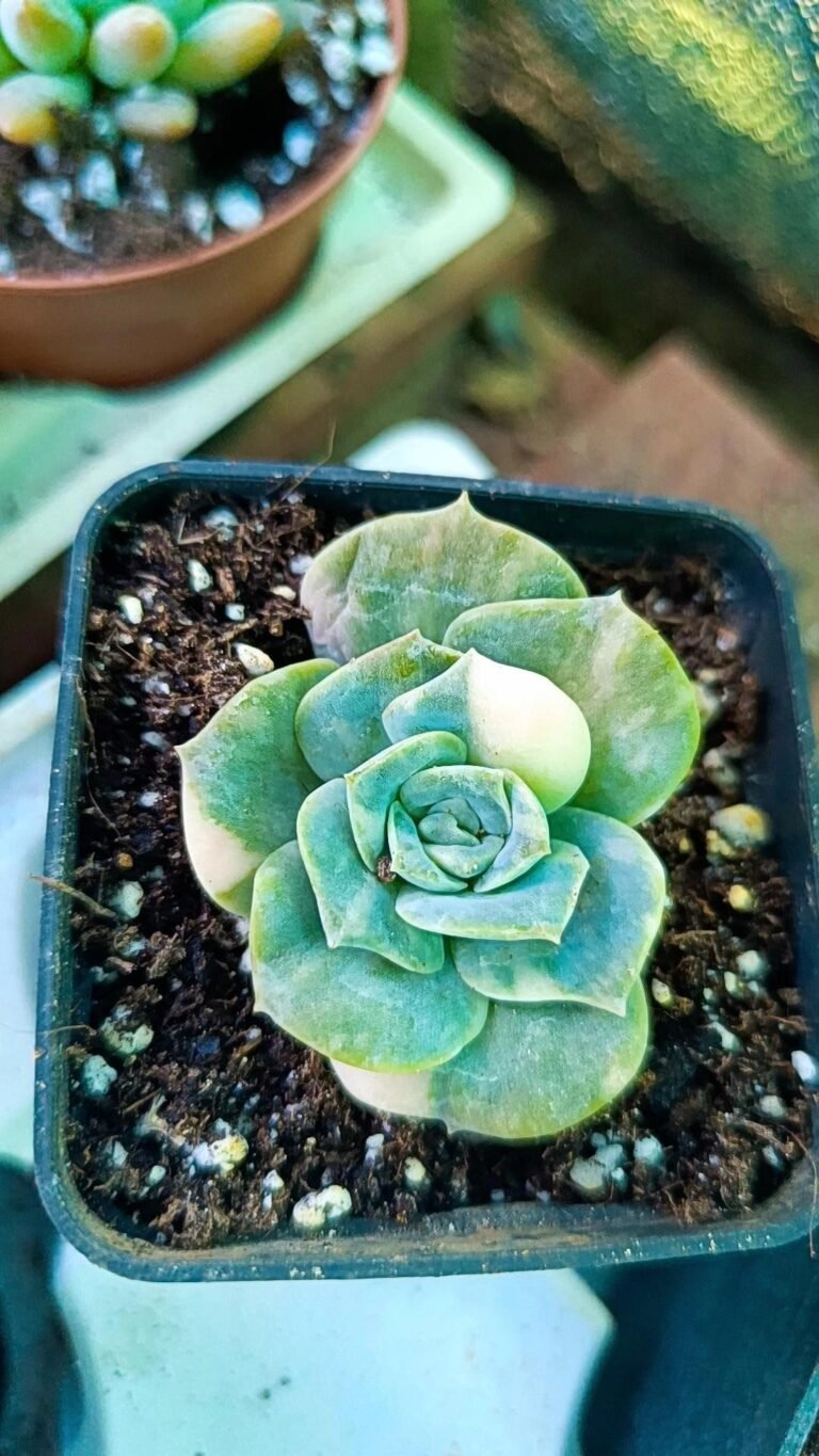 Siracactus-Succulente-Echeveria-lovely-rose-Variegata-1.jpg