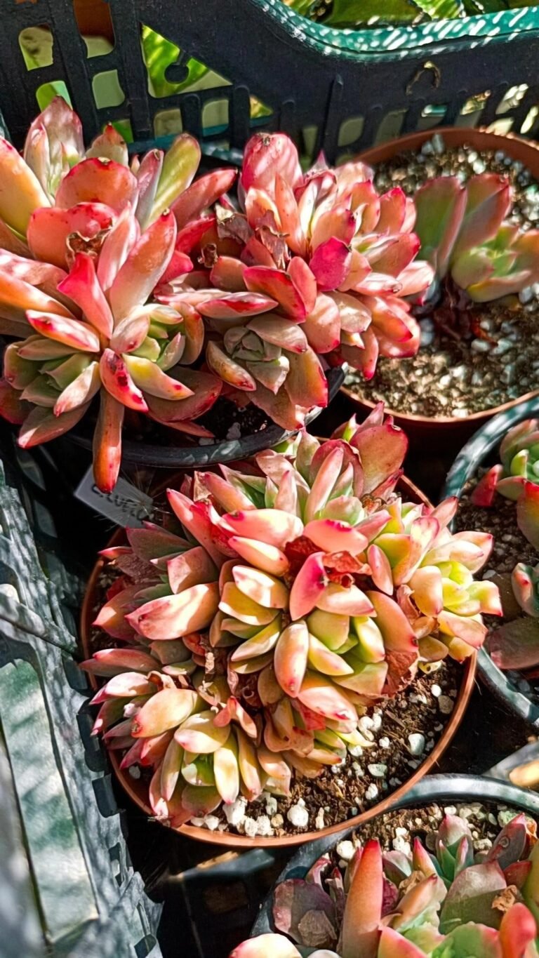 Siracactus-Succulente-Echeveria-luella-cluster.jpg