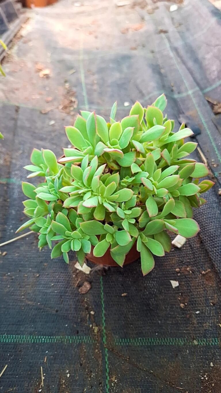 Siracactus-Succulente-Echeveria-luella-crestata-cluster.jpg