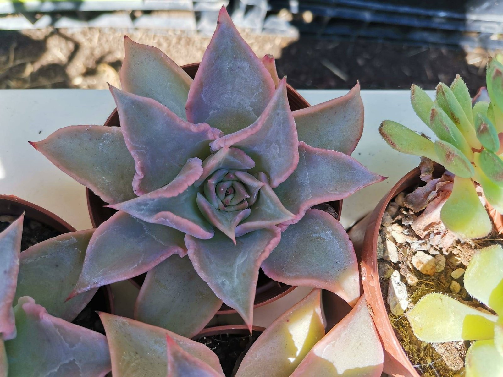 Siracactus-Succulente-Echeveria-madiba.jpg