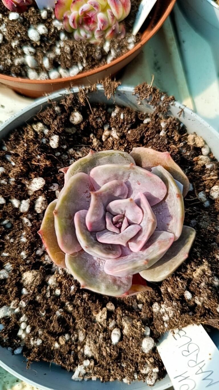 Siracactus-Succulente-Echeveria-marble-variegata-korean.jpg