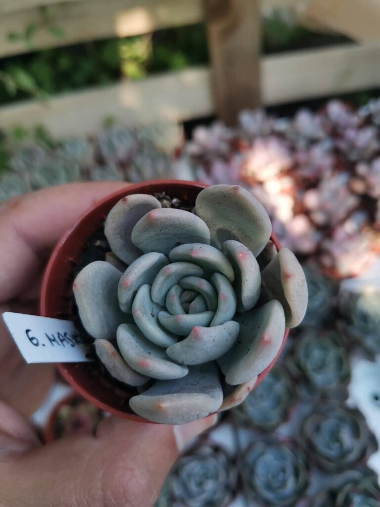 Siracactus-Succulente-Echeveria-maska-tolimanensis-x-colorata.jpg