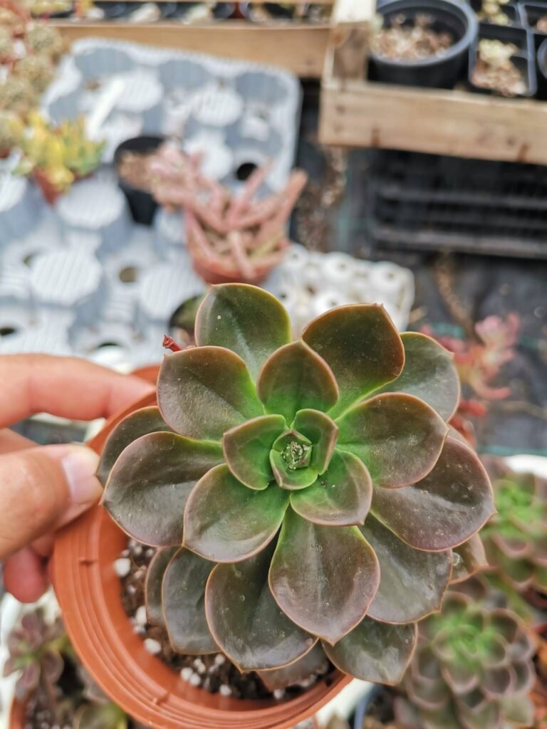 Siracactus-Succulente-Echeveria-melaco-2.jpg