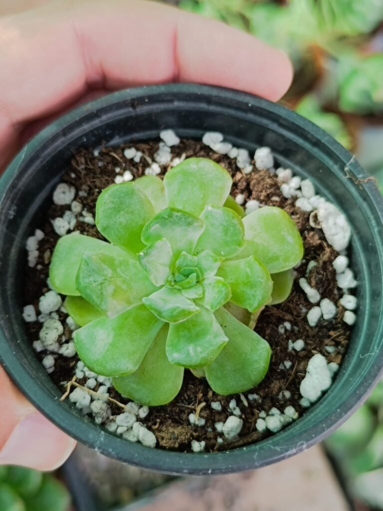 Siracactus-Succulente-Echeveria-melting-Crystal-korean-2.jpg