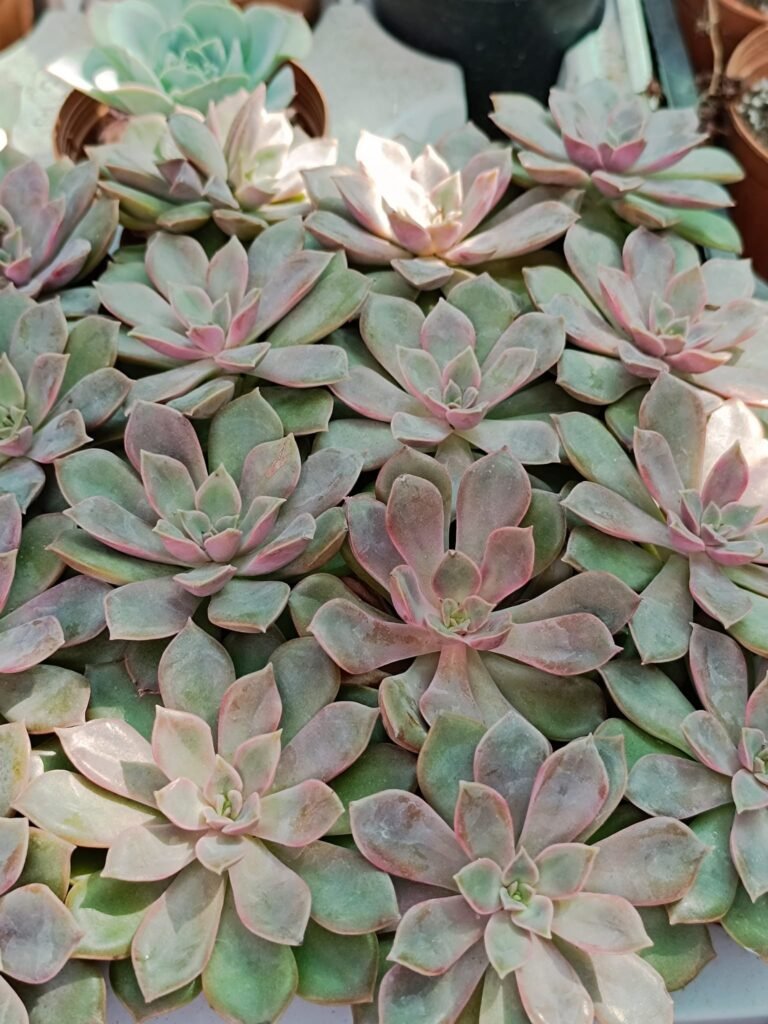 Siracactus-Succulente-Echeveria-mina-2-1.jpg