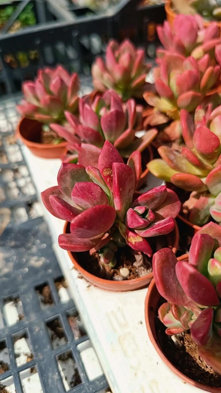 Siracactus-Succulente-Echeveria-minibelle.jpg