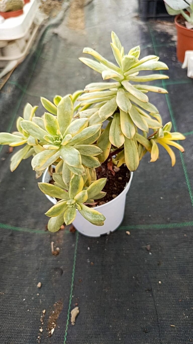 Siracactus-Succulente-Echeveria-minibelle-Variegata-3.jpg