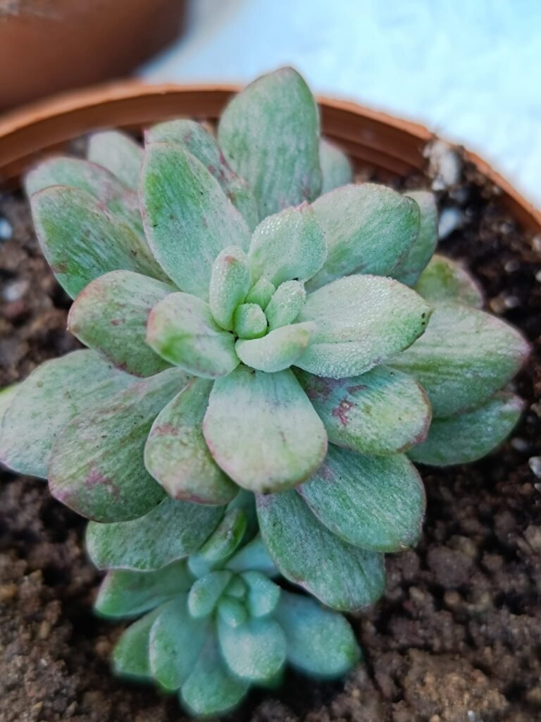 Siracactus-Succulente-Echeveria-minibelle-mostruosa-korean.jpg