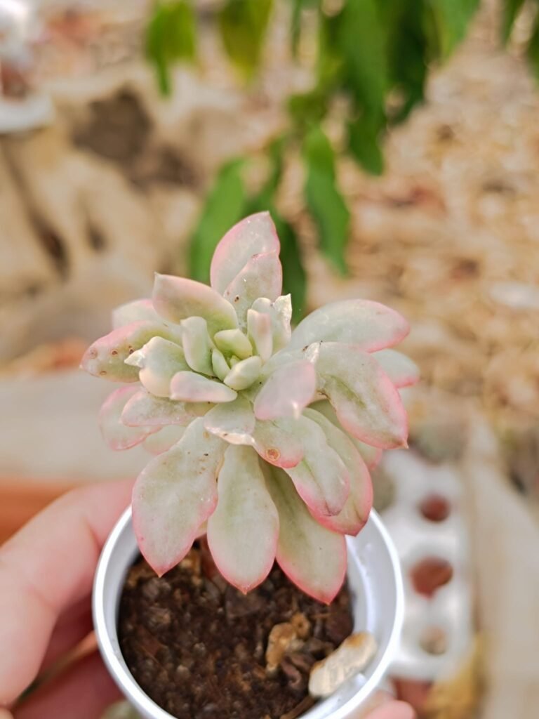 Siracactus-Succulente-Echeveria-minibelle-variegata.jpg