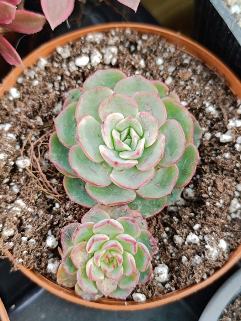 Siracactus-Succulente-Echeveria-minima-2-2.jpg
