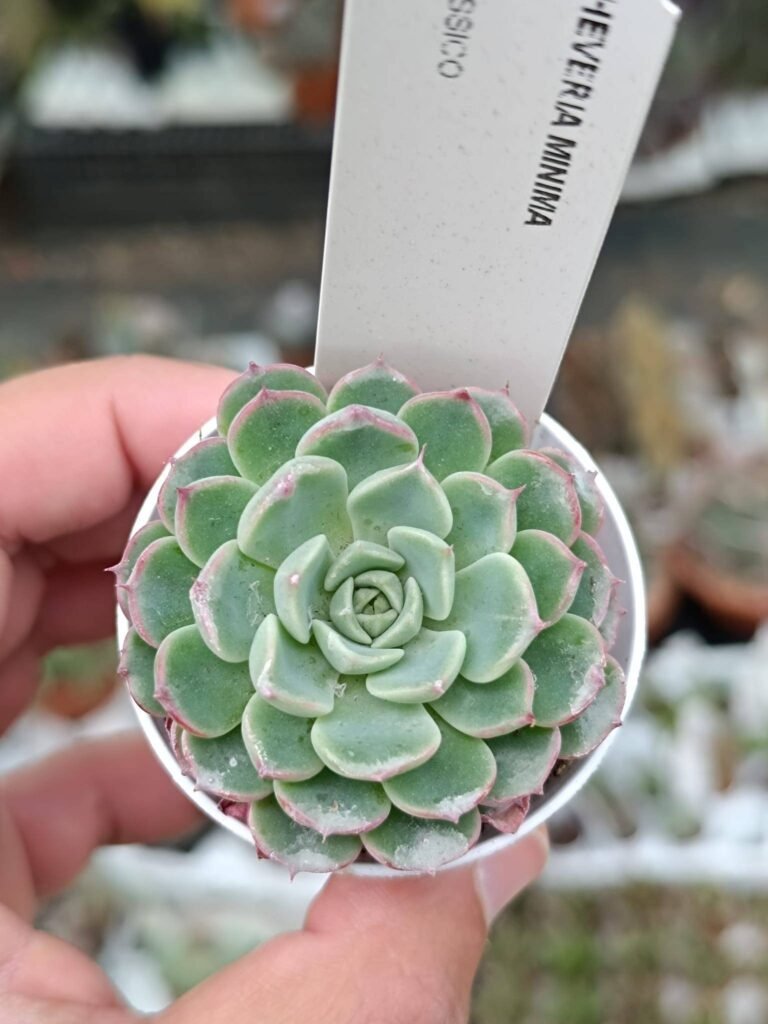 Siracactus-Succulente-Echeveria-minima.jpg