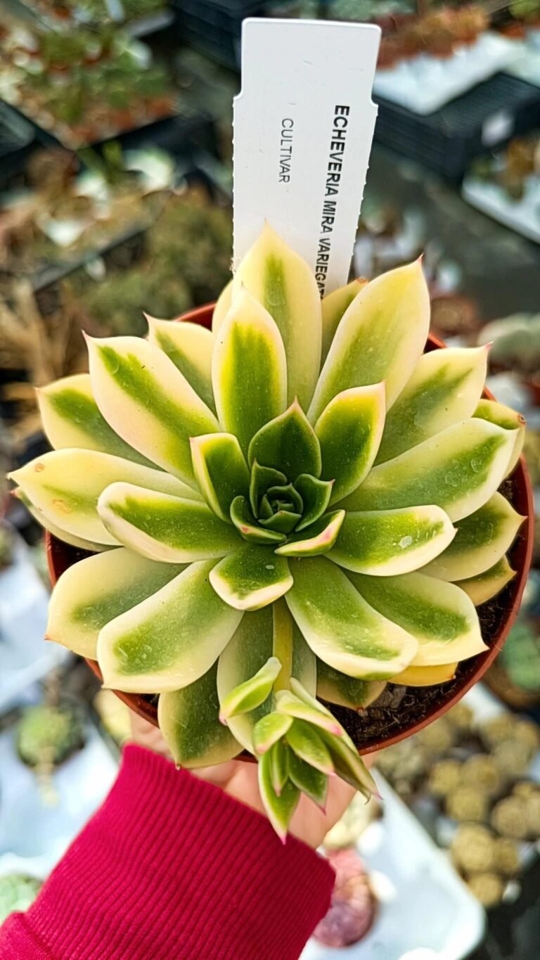 Siracactus-Succulente-Echeveria-mira-variegata-2.jpg
